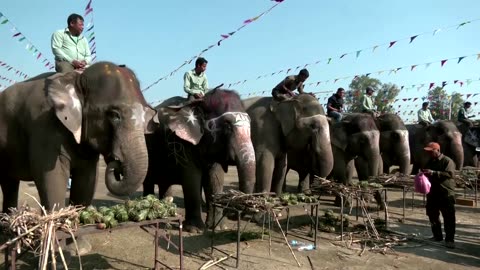 Feast for elephants in Nepal