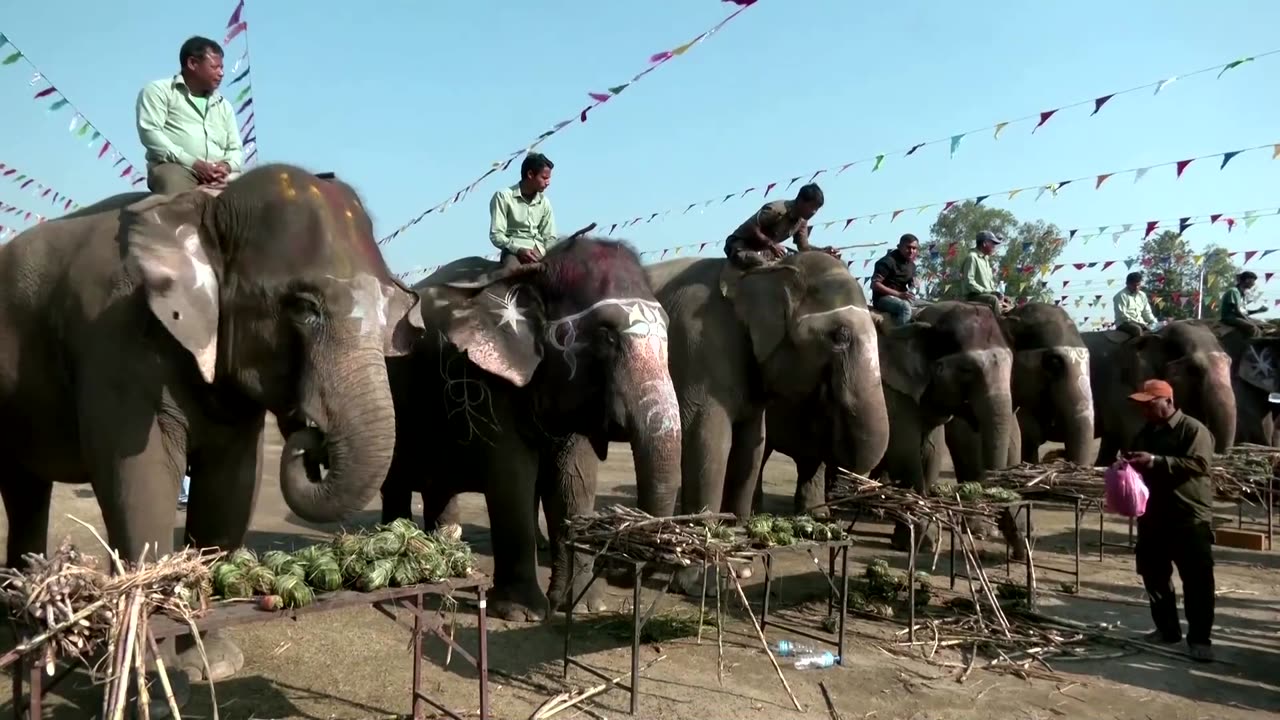 Feast for elephants in Nepal