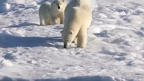 This is how polar bears live in cold places
