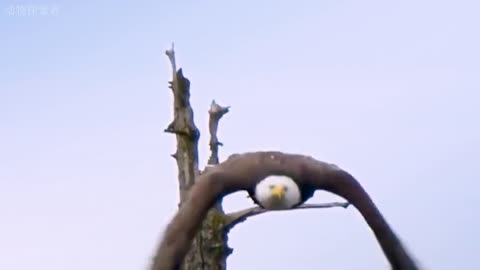 Beautiful video and amazing sound