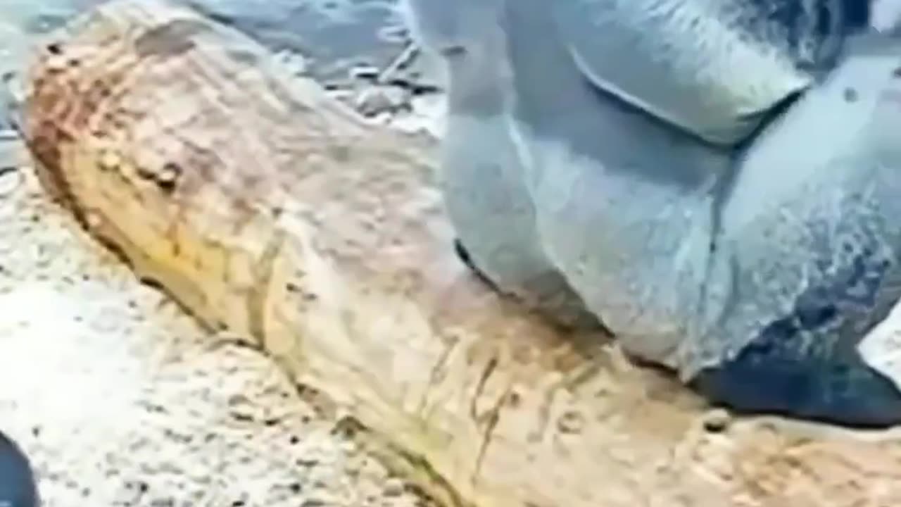 Funny Animals Shorts -monkeys 😂 Cats Dogs Pets laugh viral video