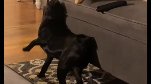 The cat and dog fight