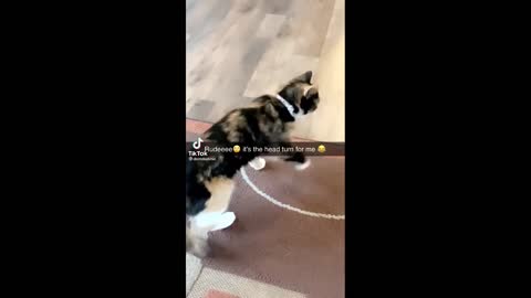 Animals funny sound