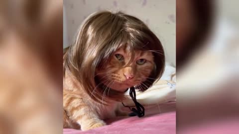 Take stock of the famous scenes of pets becoming sperm