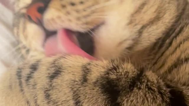 Cute Cats Cleaning Themselves #15 - Cute Cats