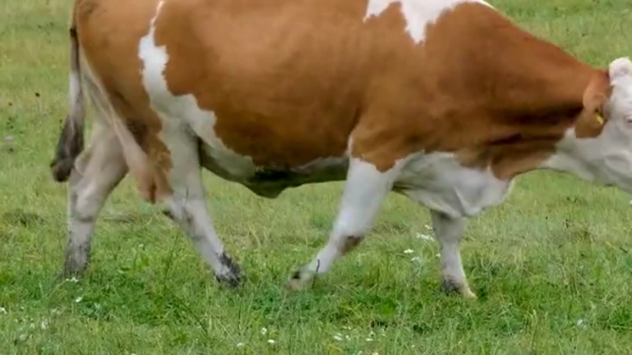 5 Intersting fact about Cow