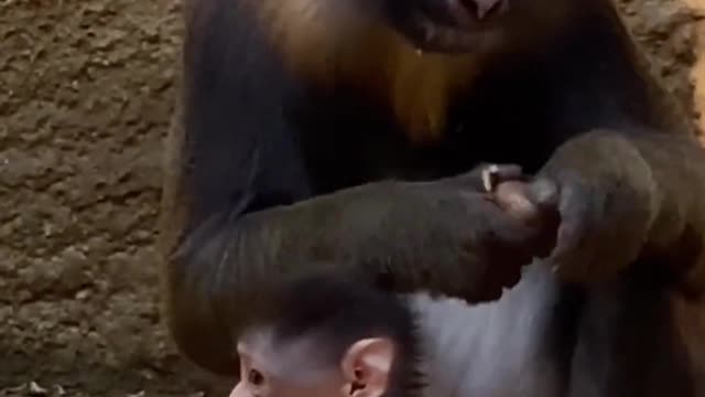 Baby mandril tries Food while mummy is busy eating