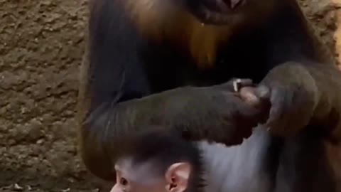 Baby mandril tries Food while mummy is busy eating