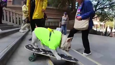 Funny Video Dog