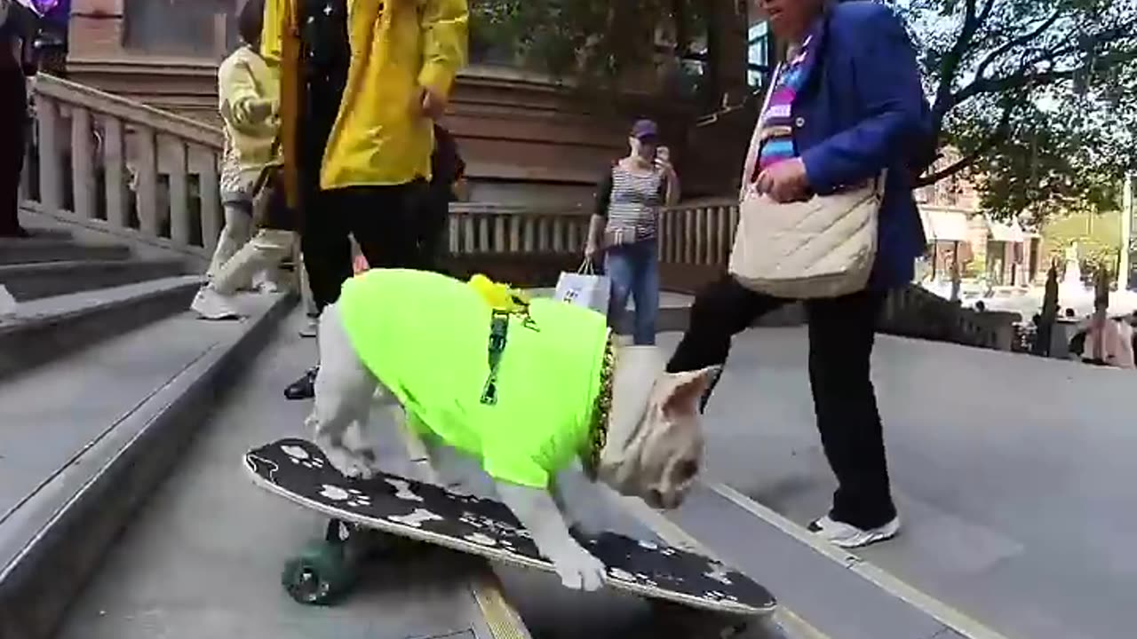 Funny Video Dog