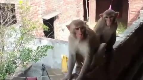 Crezy Monkey 🐒😂😂😂 funny animals