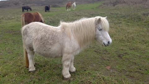 8 MINUTES of CURIOUS SHETLAND PONIES | BEST Relax Music, Meditation, Stress Relief, Calm | TVM