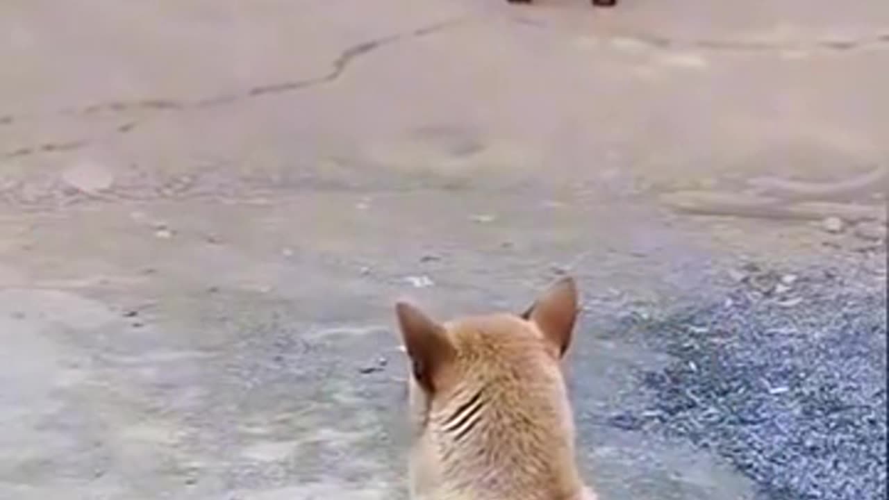Dog ,Hen and man very funny 😂 video please don't Lough
