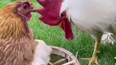 Animal funny video