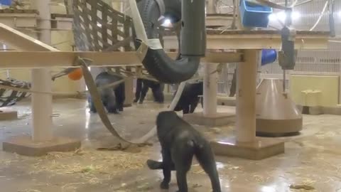 Funny gorilla trending Funny animal video