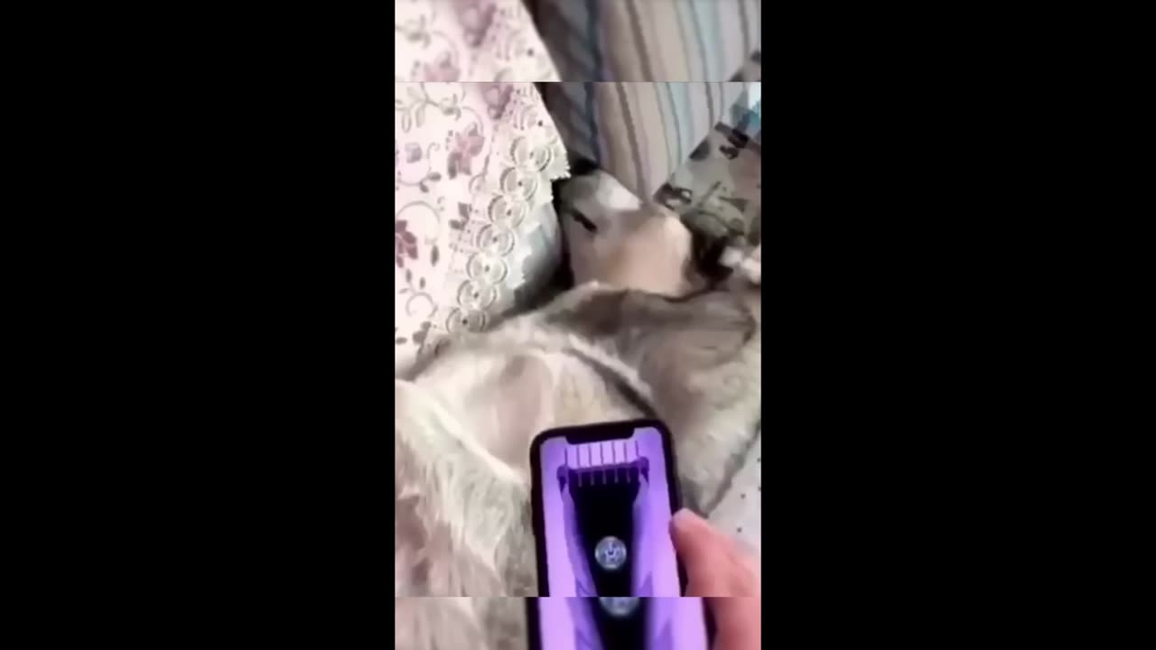 Funny animals😁 - Funny cats / dogs - Funny animal videos
