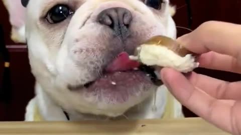 Dog Eating Vegetable & Chicken Meat ASMR