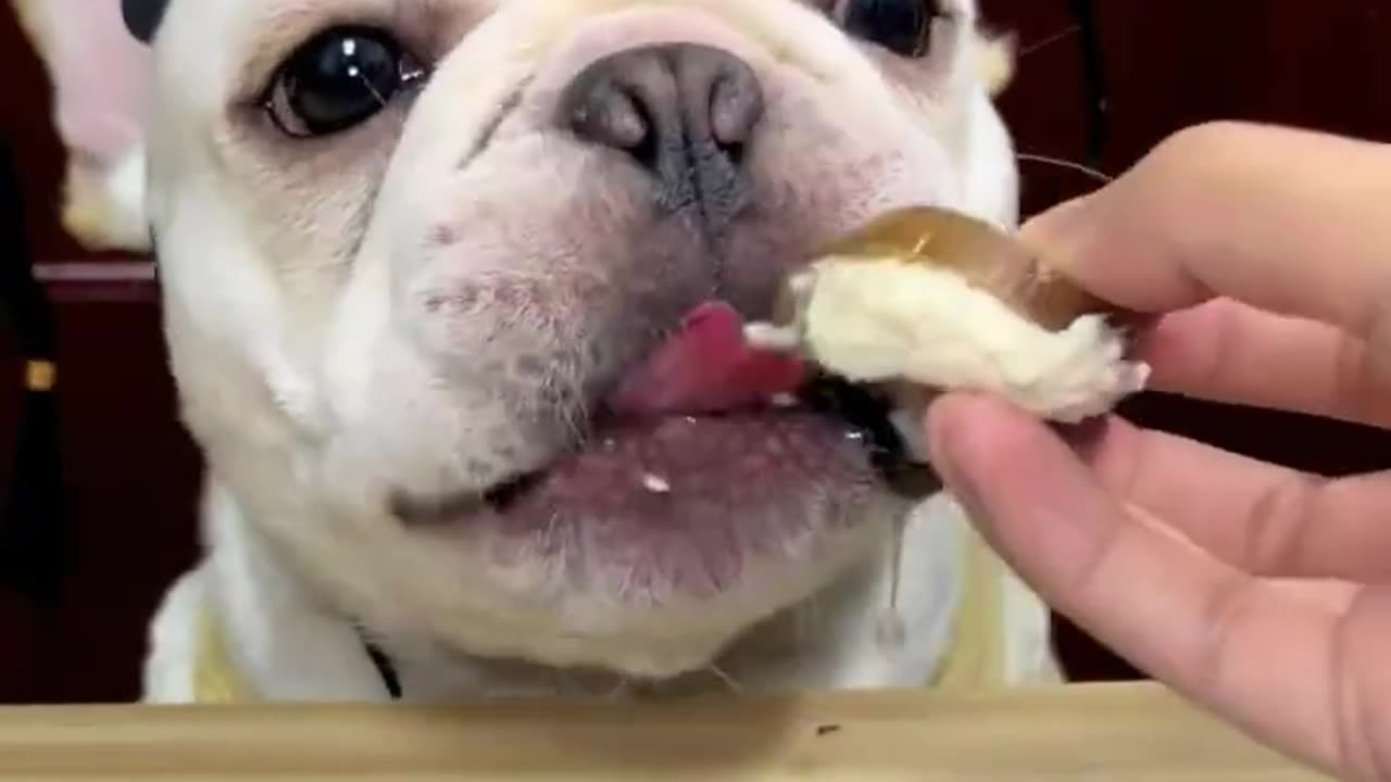 Dog Eating Vegetable & Chicken Meat ASMR