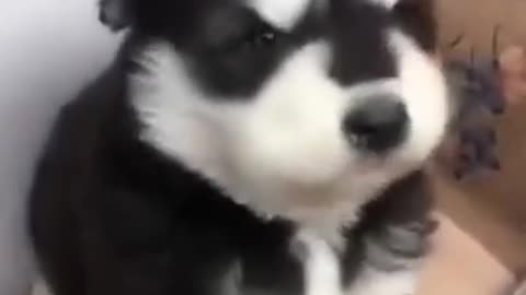 Baby husky howling cute 🐶🐶🐶☺😊😊