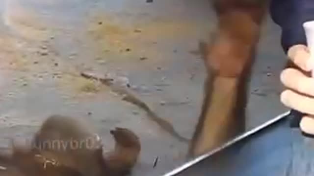 Funny animal- his soul just left me