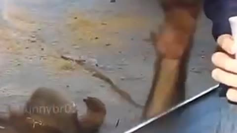 Funny animal- his soul just left me
