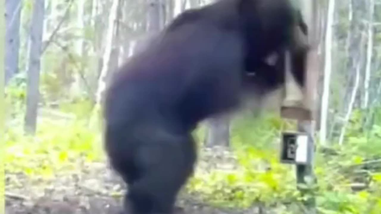 fanny animals