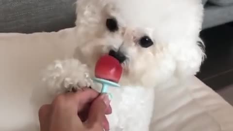 Mini Pomeranian Funny Dogs