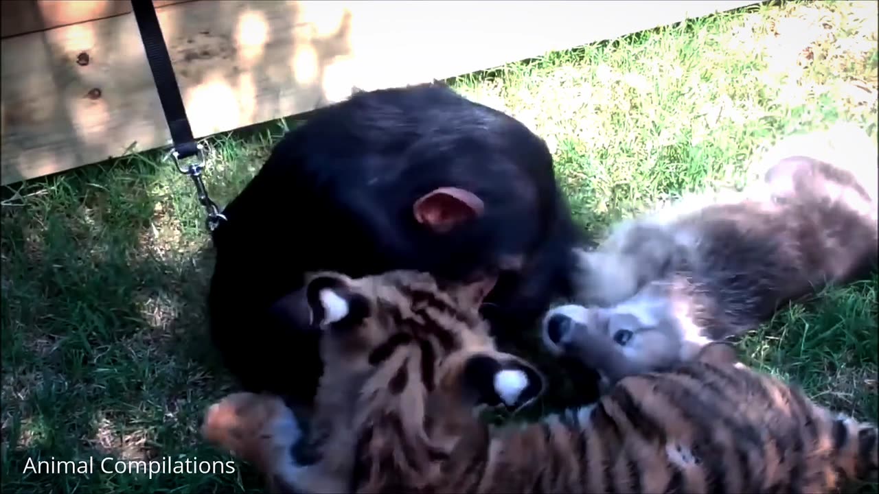 Cuddly baby Chimpanzee -Gutest campilition