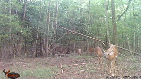 Whitetail Deer