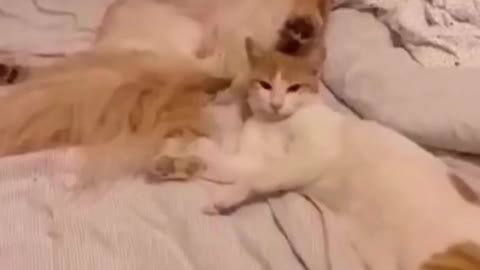 cute cat full of sensation