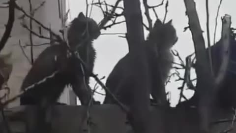 Cat Train