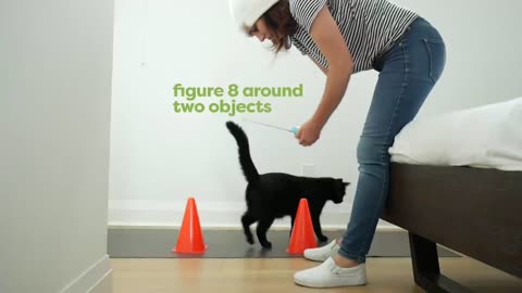 30 Tricks To Teach Your Cat