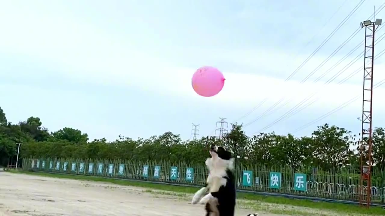 Dogs game| Funny animals|