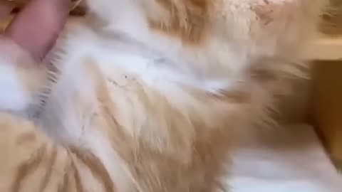 Cats doing weird things