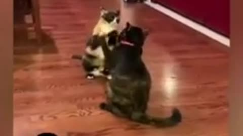 #cute #animals #funny #animal #videos #funnyanimalslife #club #cats #dogs #shorts (360p) (2)