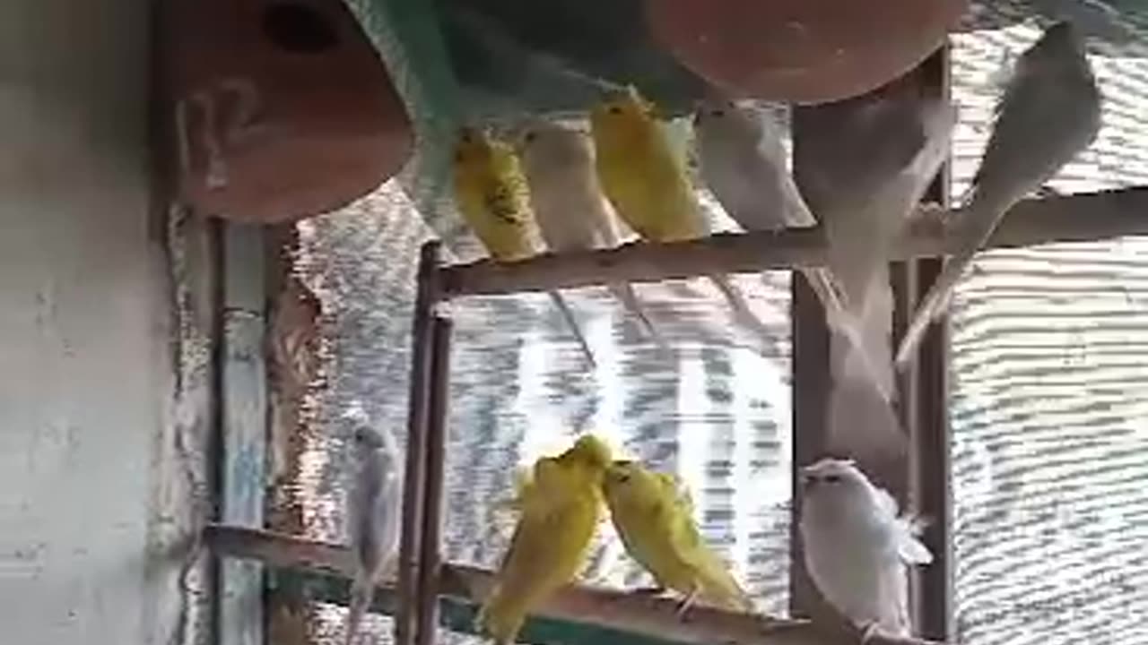 perrot funny
