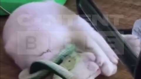 Cat plays with fake Snake