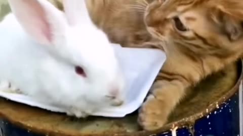 Cat and Rabbit love story