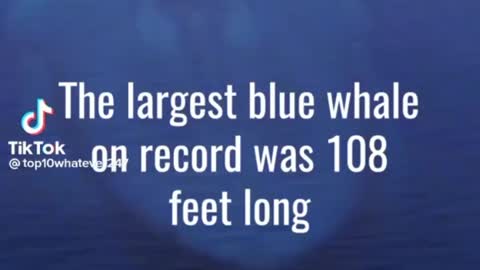 Facts about whales and dolphins