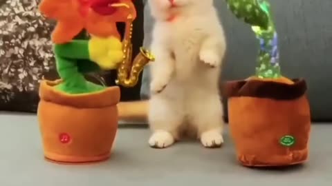 #shorts# funny cats and cute!!!🤣🤣🤣🐈#funny cats,funny,cats,cute cats,funny cat videos,funny cat#