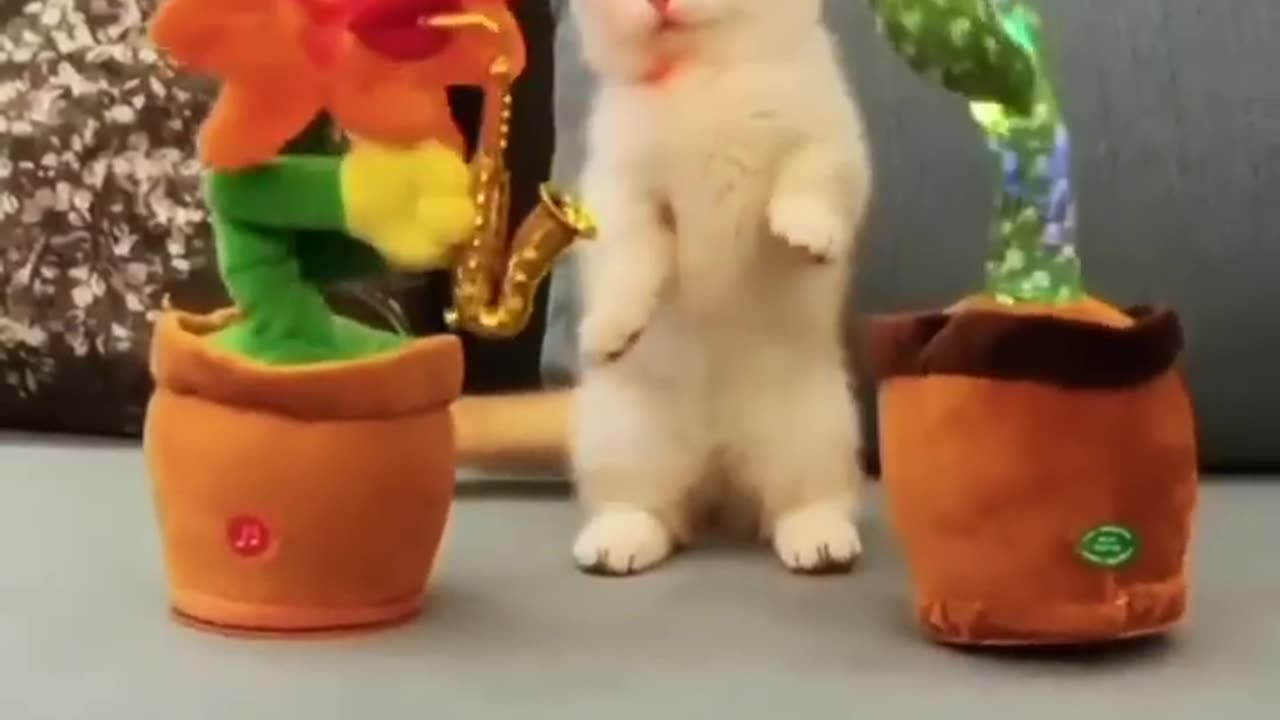 #shorts# funny cats and cute!!!🤣🤣🤣🐈#funny cats,funny,cats,cute cats,funny cat videos,funny cat#
