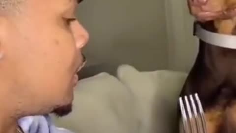 funny dog reaction after seeing this video 🤣
