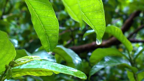 The rain is beautifal