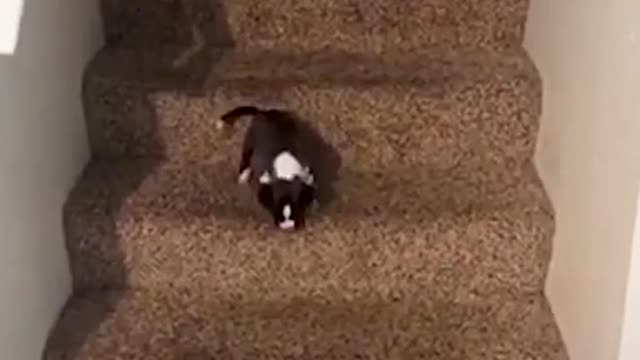 Our puppy threw a tantrum when she got stuck on the stairs | LADbible