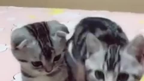Two kittens🐱