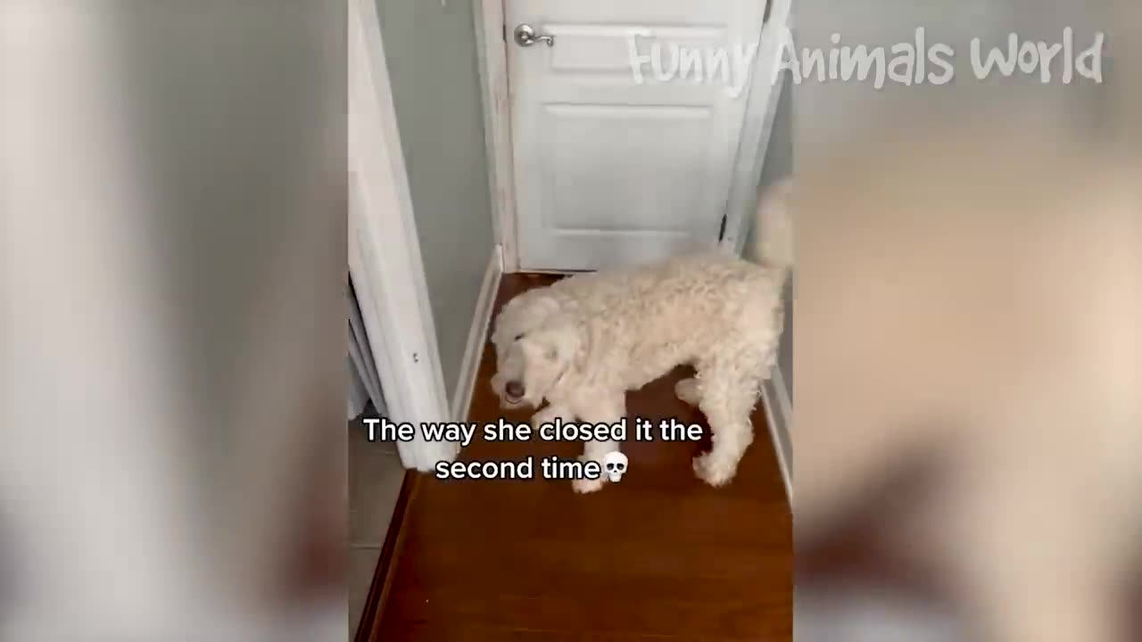 Best Funny Dogs and Cats Videos- Very Funny