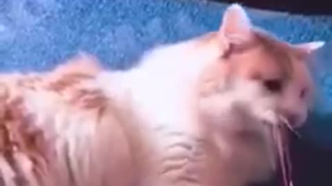 Cat's Funny videos (meow)