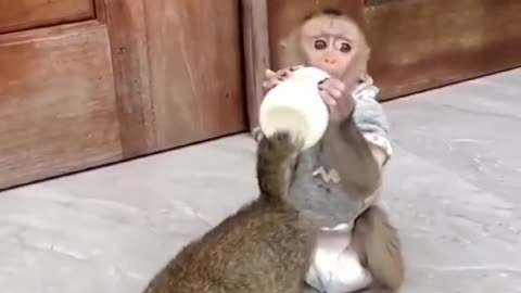 Smart monkey