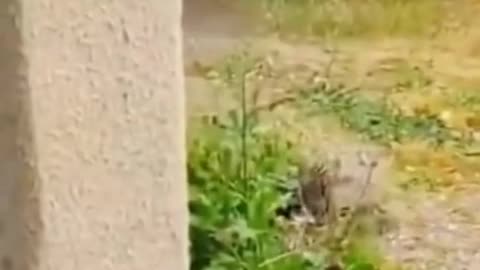 Cats doing some amazing things! Some might be ninja cats