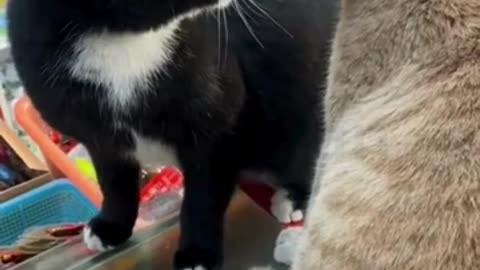 Latest funny cats video